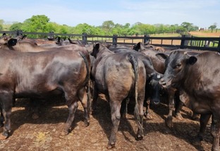 Semiconfinamento: descubra sua eficiência para terminar gadão de carne premium