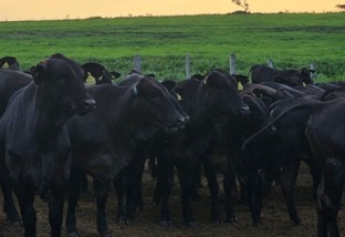 IATF: O que faz um criador testar 18 raças bovinas para escolher as melhores?