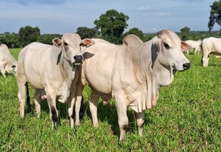 Conheça sistema de engorda de “gado de primeira” com até dois anos no Pantanal