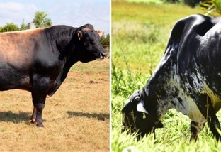 Jersey com Girolando: cruzamento dá vacas que produzem mais de 18 litros de leite?