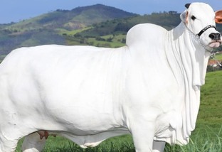 Prenhez de Viatina-19, a vaca mais cara do mundo, bate recorde de R$ 3 milhões