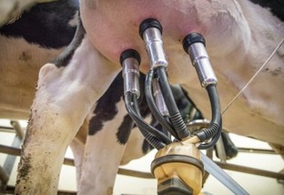 Mastite bovina custa R$ 500 por vaca! Conheça as tecnologias para não cair no prejuízo