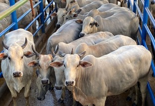 Vacada “bem alisada” e gorda surpreende na hora do abate em Rondônia