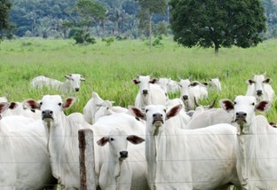 Brucelose bovina: falta de vacina preocupa produtores de Mato Grosso