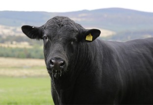 Doenças respiratórias no gado: entenda os fatores de risco e como combatê-los