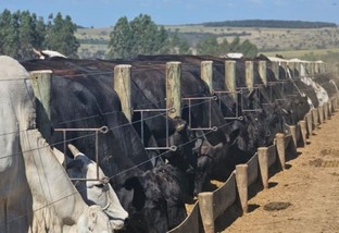 Sequestro de vacas de cria: já ouviu falar? Técnica turbina as matrizes para a estação de monta