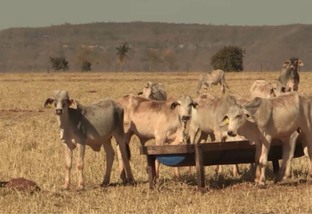 Manejo de pasto na seca: veja as dicas para manter o lucro na produção de gado