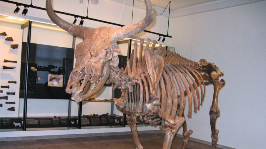 Auroque: o bovino que nunca foi visto por um ser humano