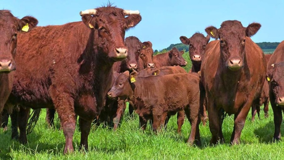 Salers: a melhor 'Mãe' das raças bovinas