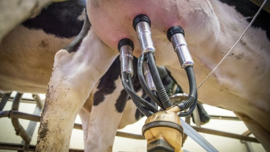 Mastite bovina custa R$ 500 por vaca! Conheça as tecnologias para não cair no prejuízo