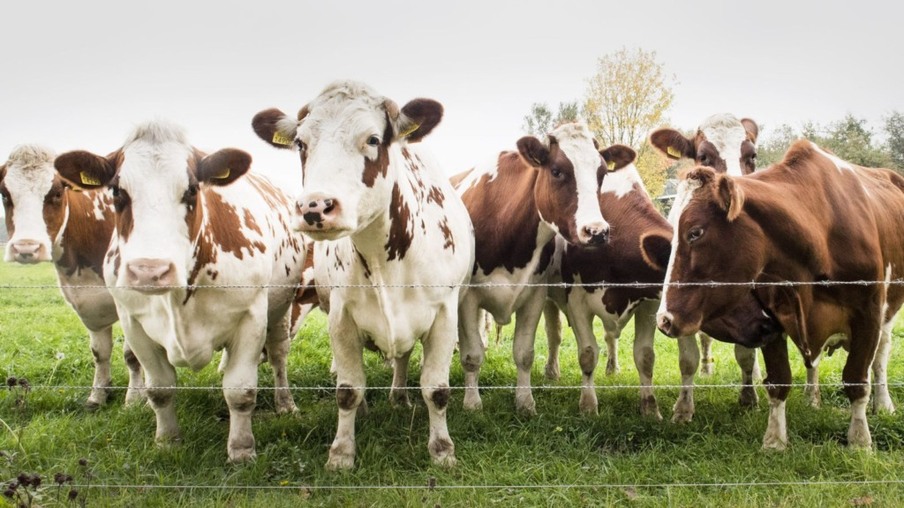 Prejuízo com carrapato chega a 30 toneladas de carne por ano a cada mil bovinos infestados