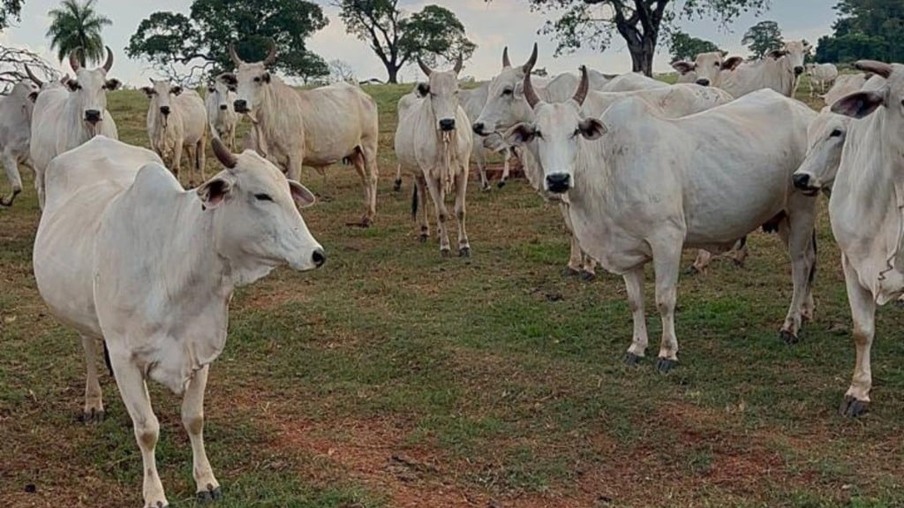 Zebu brasileiro: ABCZ e USP unem as forças no melhoramento genético bovino