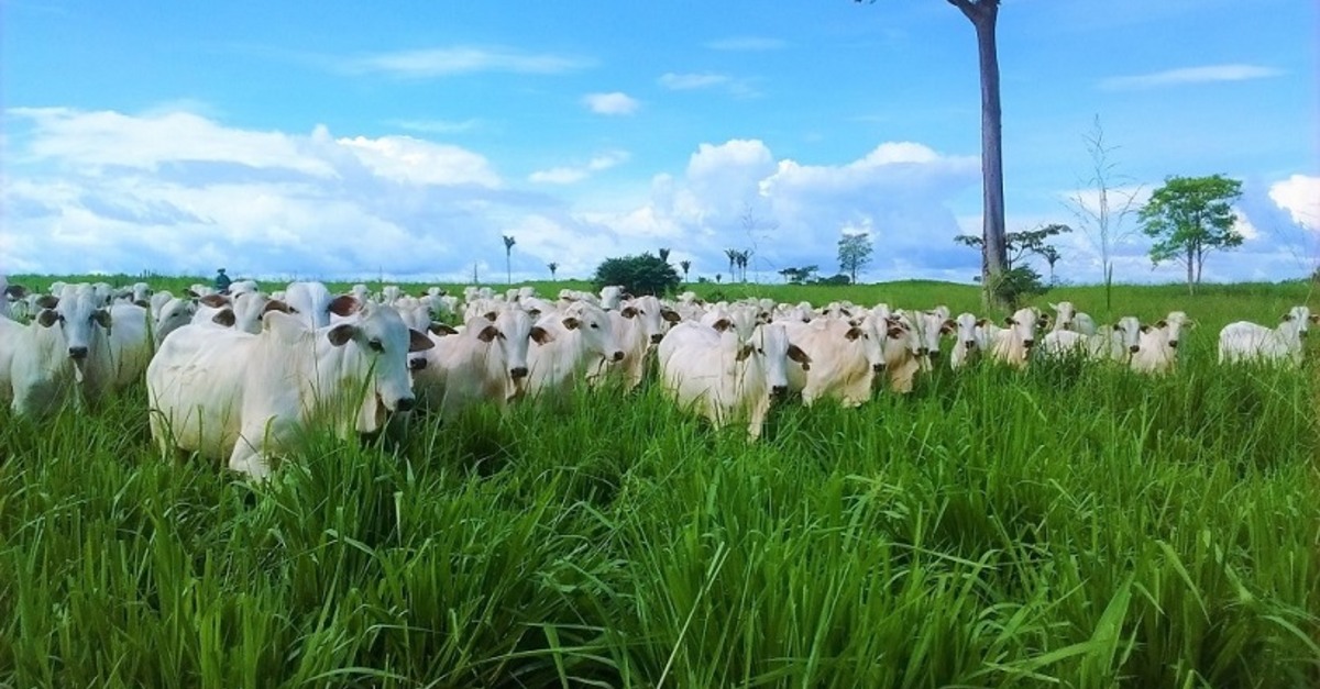 De Olho na Fazenda Pecuária BR - Fábrica de genética' começa hoje