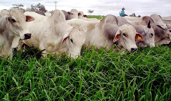 Rebanho bovino em pastagem adubada. Foto: Divulgação