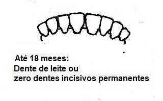 Amostra dos dentes de animais de até 18 meses 