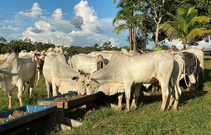 Boi gordo: tem como fazer TIP com silagem a pasto?