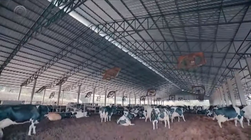 Sistema 'compost barn' para codução de vacas leiteiras. Foto: Divulgação