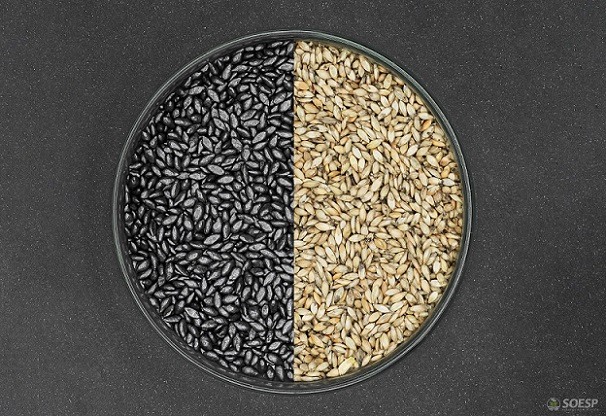 Diferenças entre sementes de capim. Foto: Divulgação