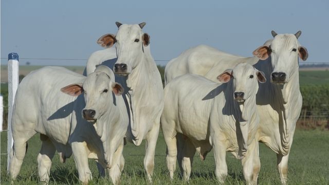 Vacas paridas com bezerros ao pé. Foto: Divulgação