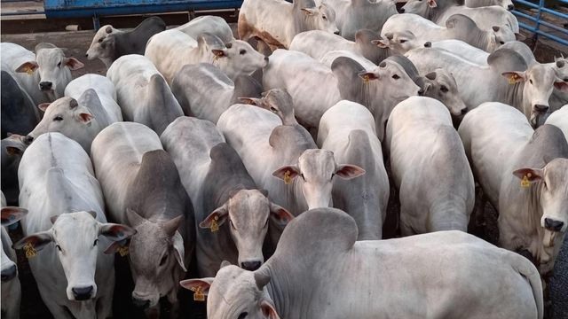 Lote de animais machos da fazenda Segredo, de Bataguassu (MS), campeão no Circuito Nelore, na unidade da Friboi de Naviraí. Foto: Divulgação