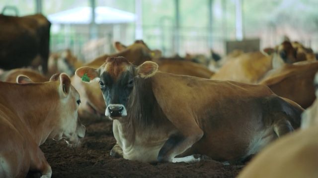 Detalhe de vacas leiteiras em área de compost barn. Foto: Reprodução