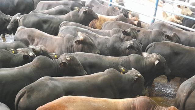Detalhe do lote de bovinos de cruzamento industrial. Foto: Divulgação