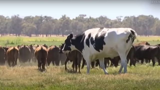 Knickers pastejando com demais bovinos da fazenda australiana. Foto: Reprodução