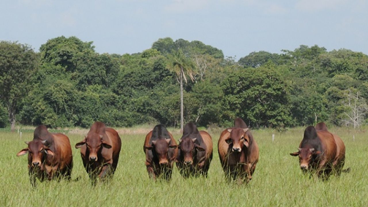 Reprodutores da raça Sindi em área de pasto. Foto: Divulgação