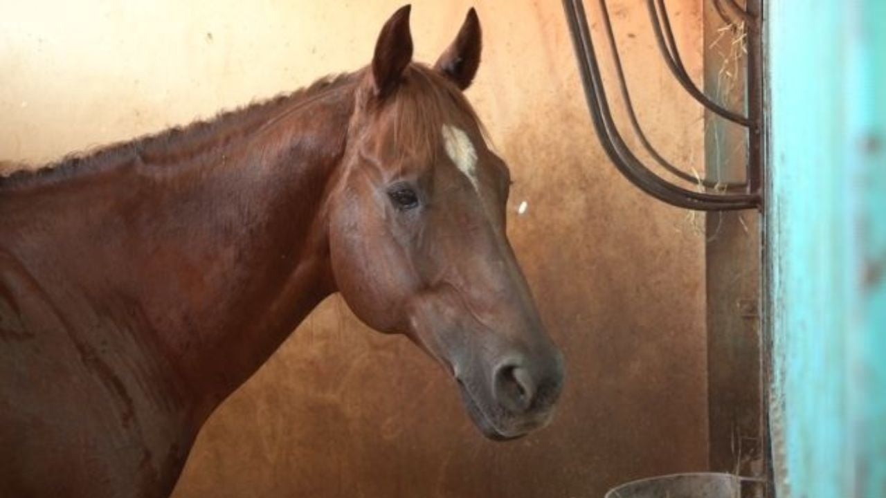 Cavalo na baia. Foto: Reprodução