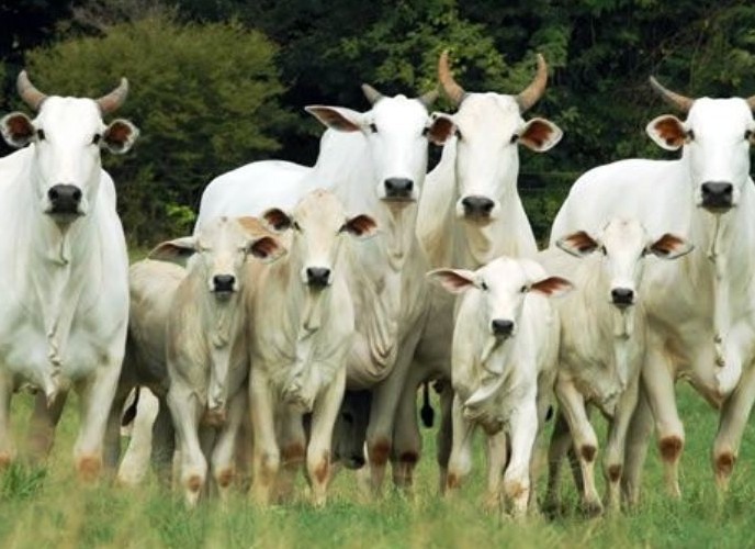 Vacas com bezerros em desmama em área de pasto. Foto: Divulgação