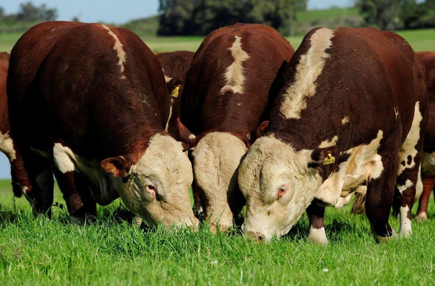 Embrapa reforça pesquisa genômica para controlar carrapatos em bovinos naturalmente