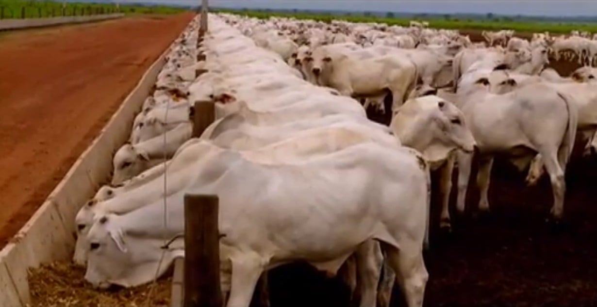 Lote de bovinos na fazenda Conforto. Foto: Reprodução