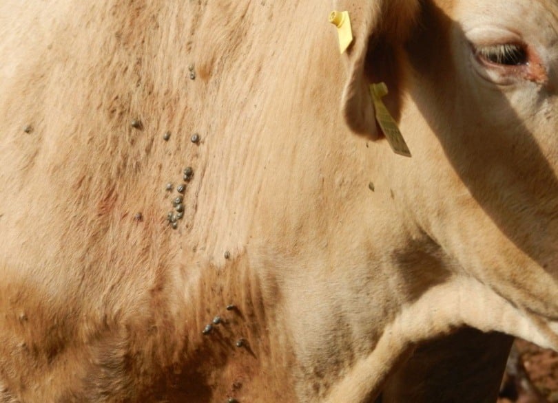 Detalhe de infestação de carrapatos em bovino. Foto: Divulgação