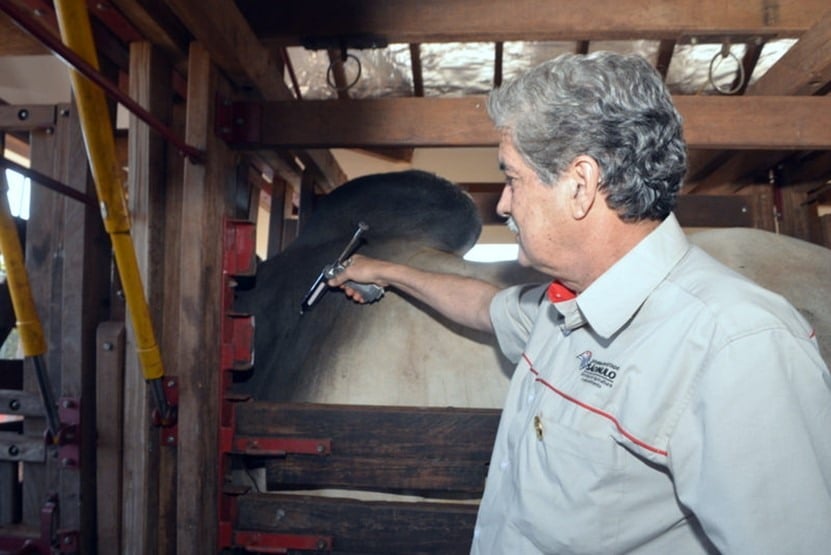 Aplicação de vacina em bovino contido no tronco. Foto: Divulgação