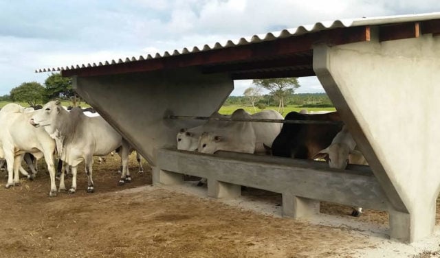 Cocho de concreto coberto para suplementação mineral do gado. Foto: Divulgação