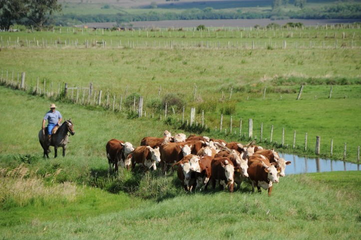 Lote de bovinos em área de pastagem no Rio Grande do Sul. Foto: Divulgação