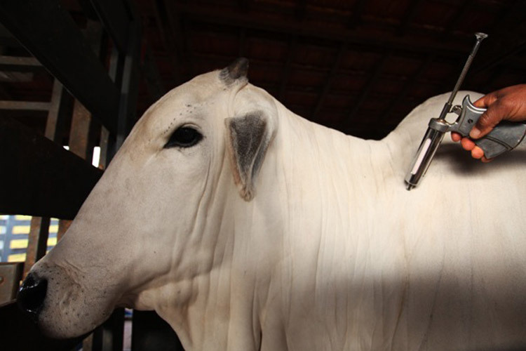 Manejo de vacinação de vacas contra a brucelose. Foto: Divulgação