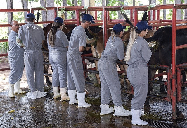 Protocolo de inseminação artificial de vacas. Foto: Divulgação