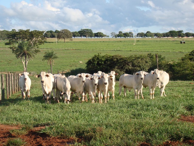 Lote de bovinos a pasto em áreas de pesquisa da APTA. Foto: Divulgação