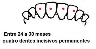 Amostra dos dentes de animais de 24 a 30 meses 
