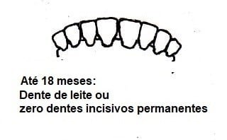 Amostra dos dentes de animais de até 18 meses 
