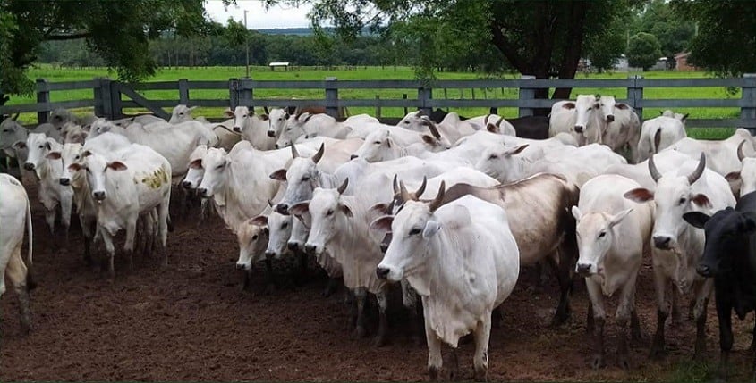 Lote de vacas de descarte. Foto: Divulgação