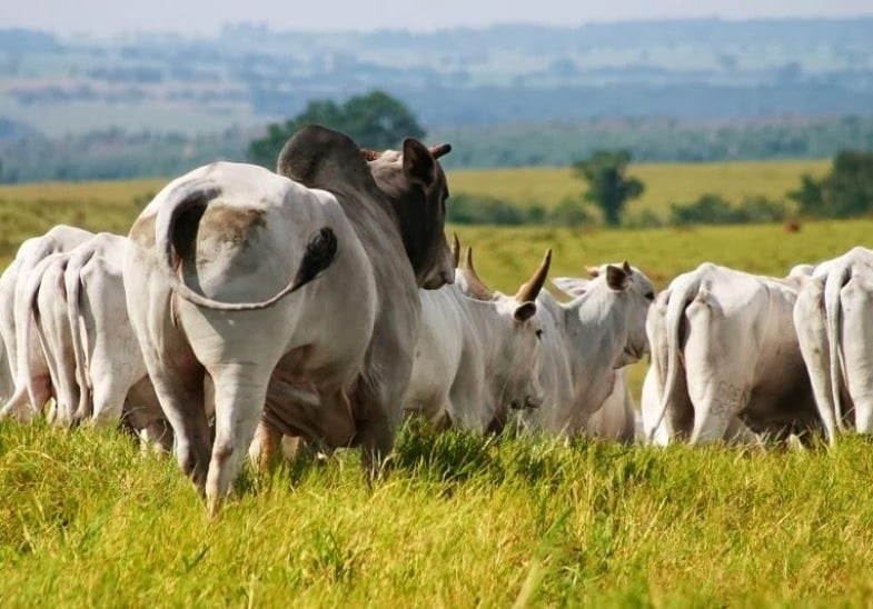 Touro cobrindo vacas a campo. Foto: Divulgação