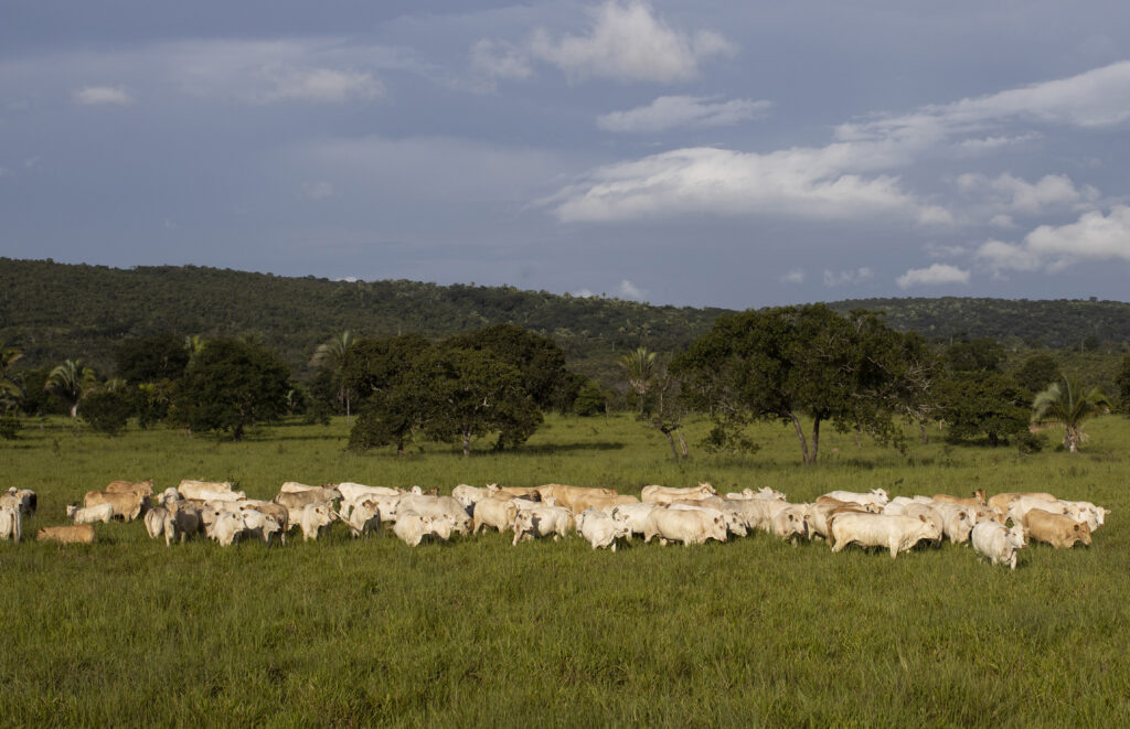 Bovinos a pasto da região do Araguaia em Mato Grosso. Foto: Divulgação