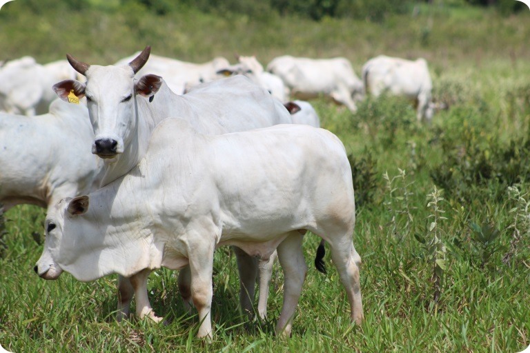 Vaca com bezerro ao pé em área de pastagem. Foto: Divulgação