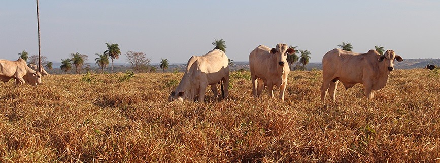Bovinos em área de pasto na seca. Foto: Divulgação