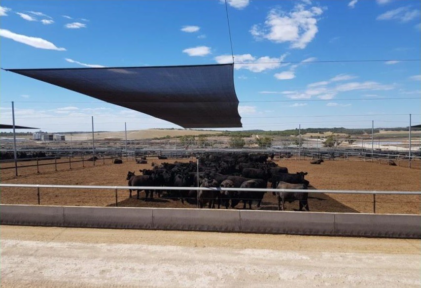 Confinamento com sombreamento para o gado. Foto: Divulgação