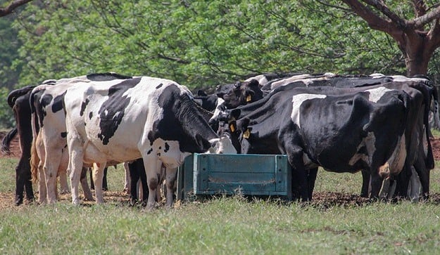 Suplementação de vacas leiteiras. Foto: Divulgação