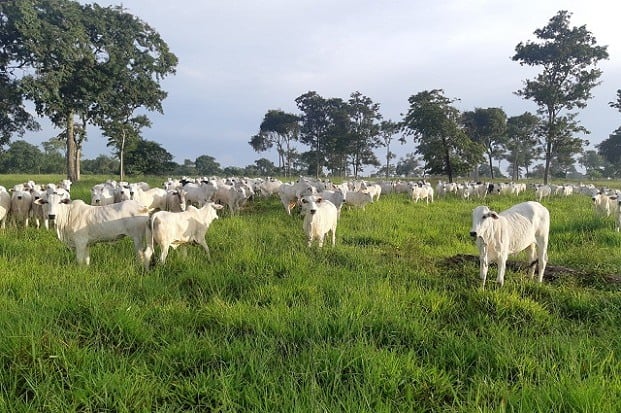 Fazenda Nota 10 passa a monitorar emissões de GEE e pecuária regenerativa