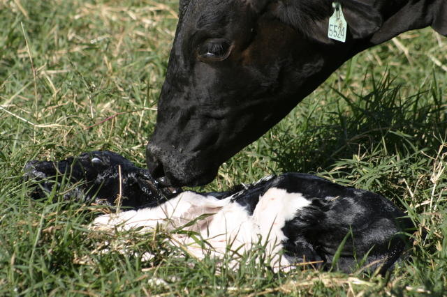 Vaca no pós-parto. Foto: Embrapa
